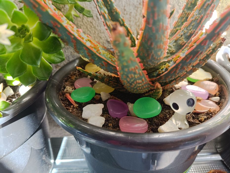 10 Fantasminhas/espíritos que brilham decoração plantas, Suculentas