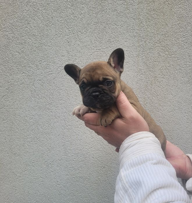 Bulldog francês macho