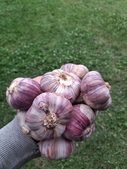 Polski czosnek harnaś ładne główki