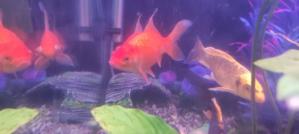 Продам рыбок комет