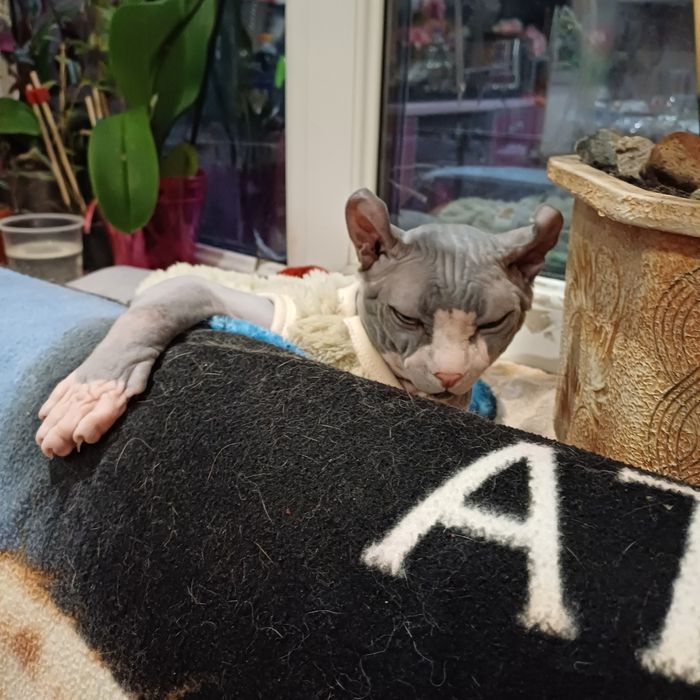 Канадский сфинкс