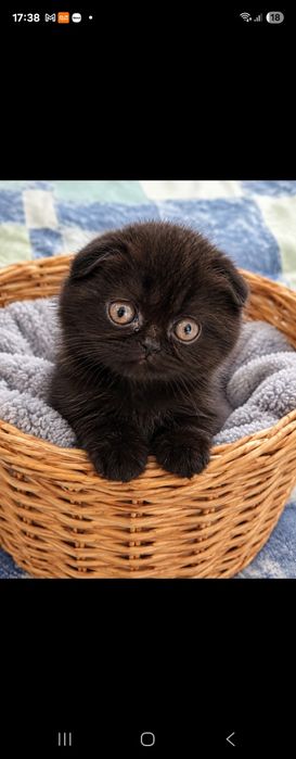 Gatinho scottish fold