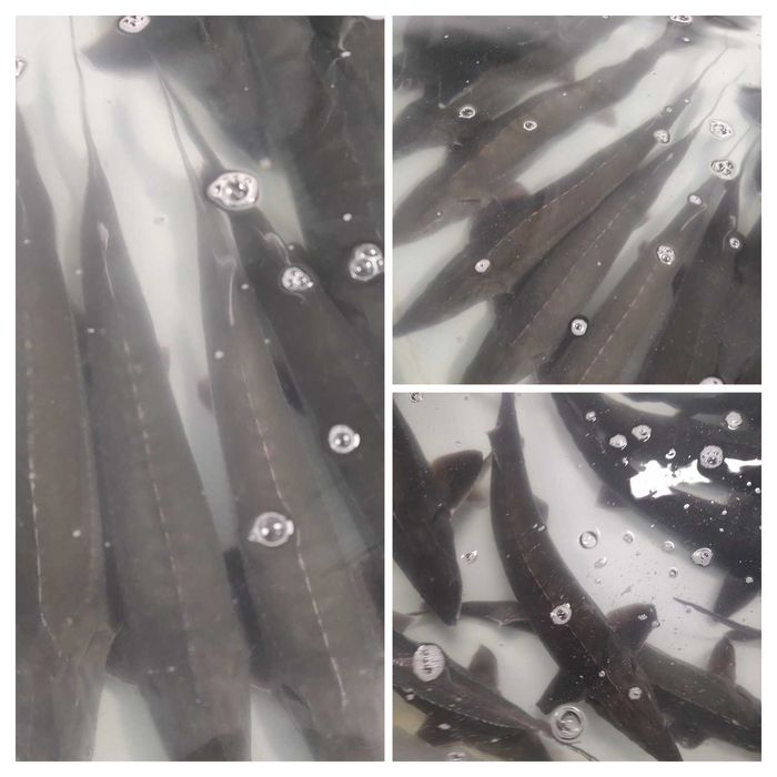 Осетр ленський свіжий (охолоджений)