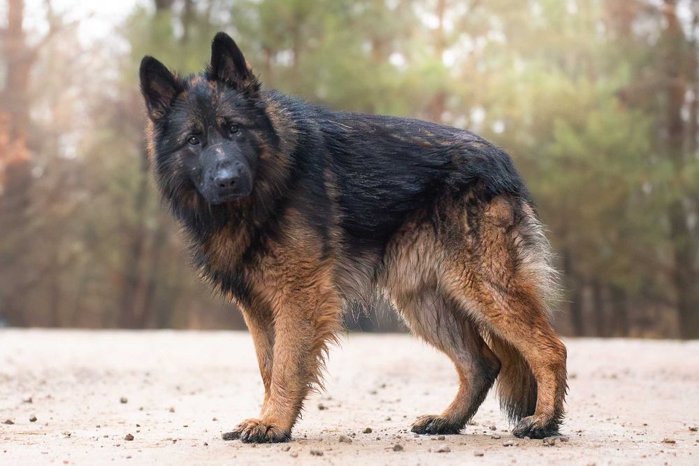 VOTAN - piękny, spokojny owczarkowy jegomość