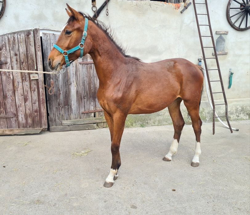 Klacz Delicja C WLKP