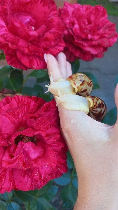 Равлики ахатина ретикулята альбіно