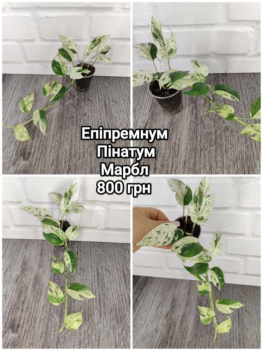 Для озеленення: сциндапсуси, епіпремнуми різних розмірів