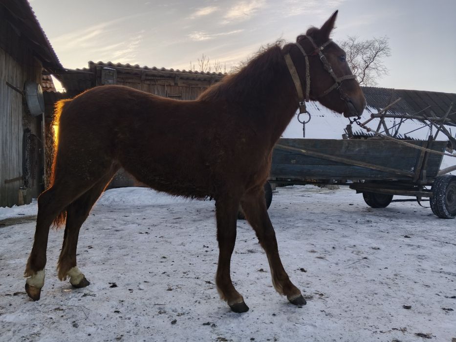 Продам лошицю молоду