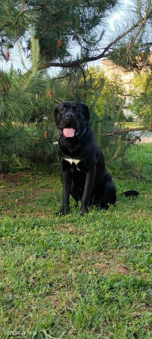 Кане-Корсо услуги вязки