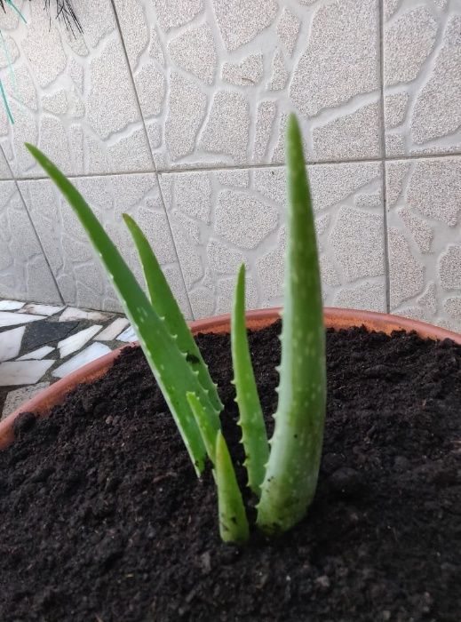 Aloe Vera Planta