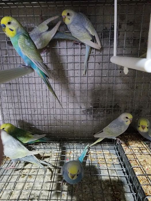 Piriquitos australianos arco íris 2026