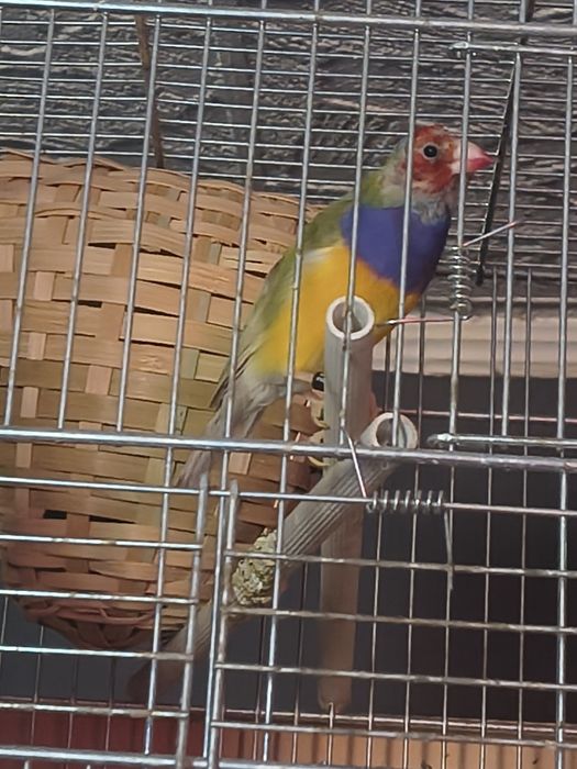 Sprzedam amadyne samca