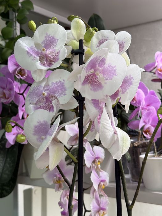 Орхидея Биг Лип растение