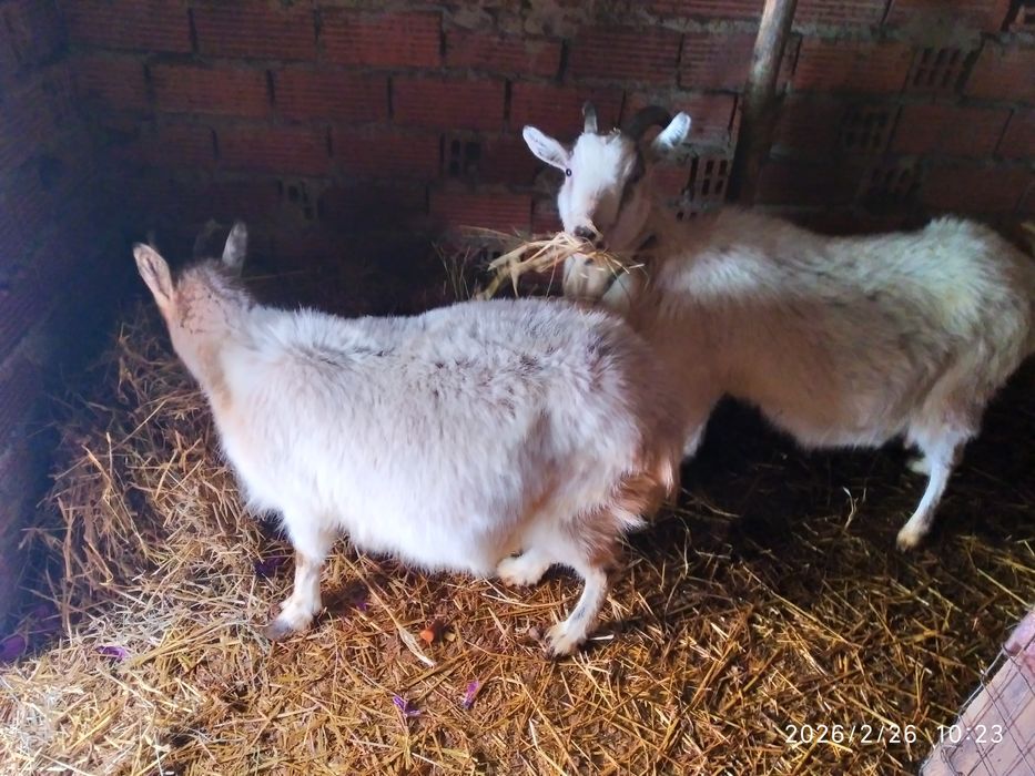 Продаються кітні кози