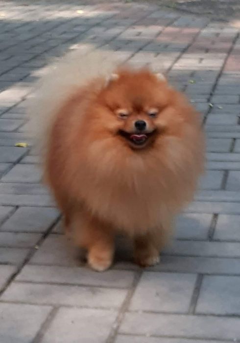 Вязка Померанский шпиц КСУ/FCI (отец импорт Англия kennel Chriscendo )