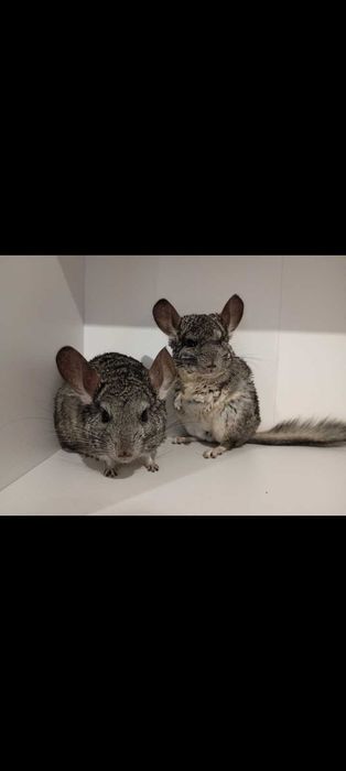 Sprzedam 2 szynszyle z klatką