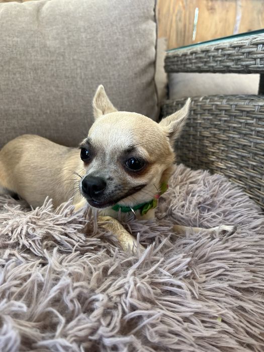 Cudowny piesek chihuahua