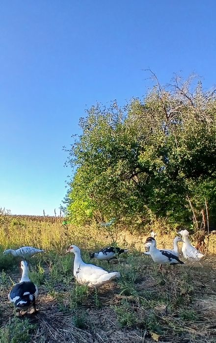 Продам индоуток.