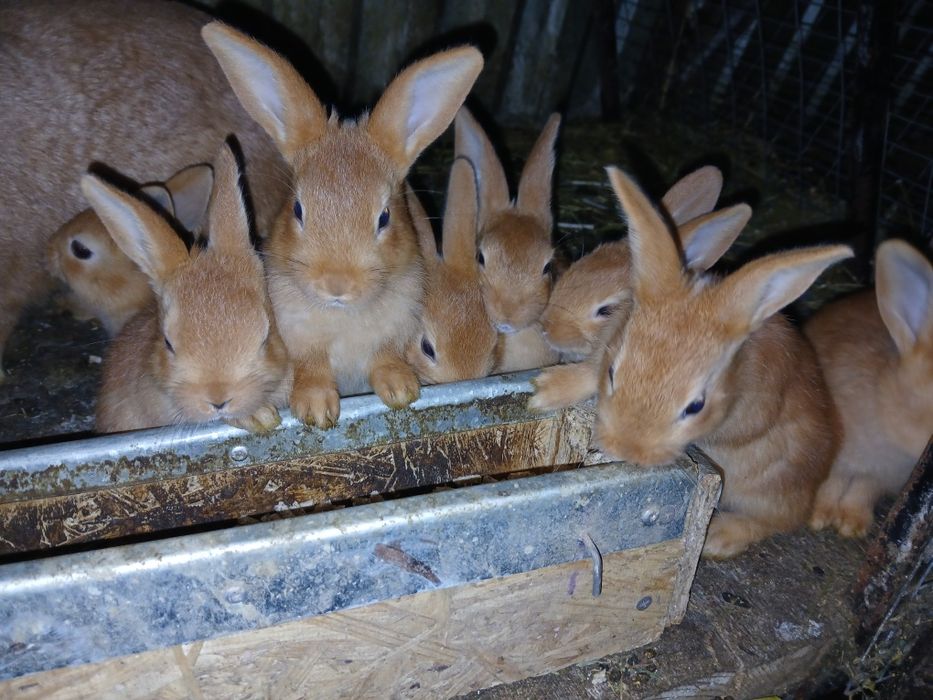 Кролики бургунці.