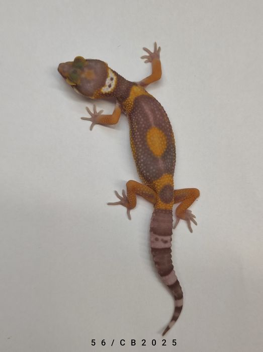 Gekon Lamparci Młody Lublin