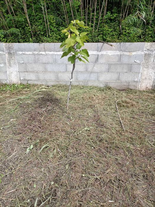 Terreno Exclusivo em Paço, Almagreira - 1980m² com Projeto Aprovado