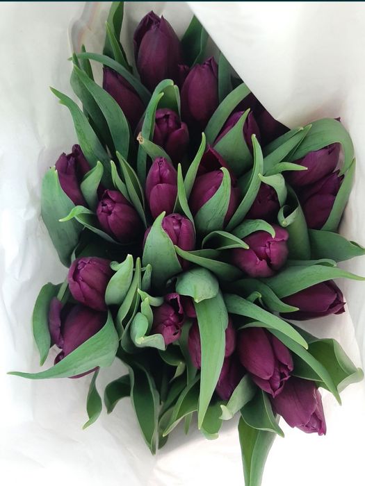 ЦИБУЛИНИ тюльпанів після вигонки у теплиці