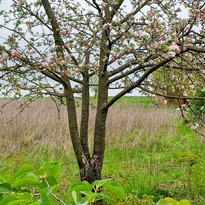 Земля  під  забудову   Велика  Омеляна