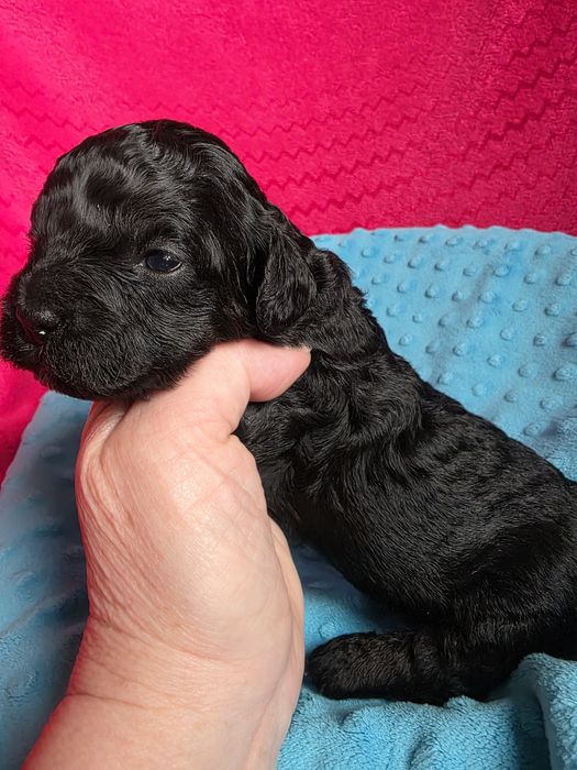 Shihpoo czarny chłopczyk