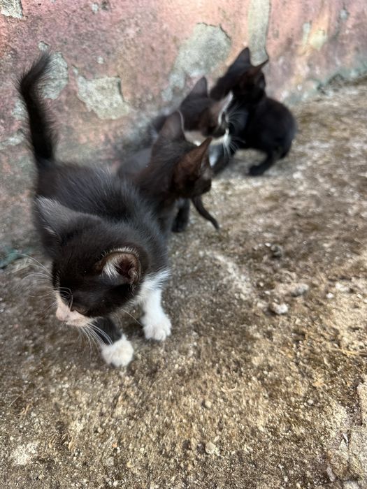 Gatinhos para adoção