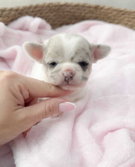 Piękny chłopiec Chihuahua.