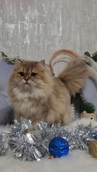 Шикарний хлопчик золота шиншила