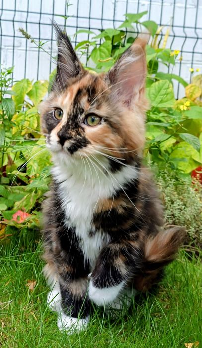 Dziewczynka Maine Coon