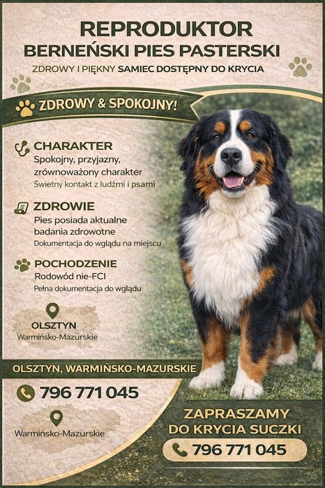 Berneński Pies Pasterski - Reproduktor