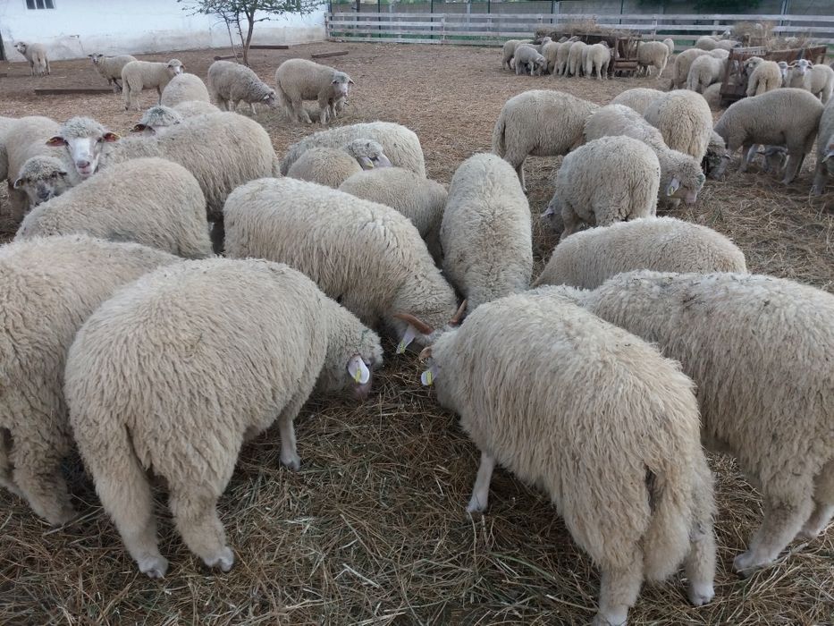 Продам баранов(ягнят)