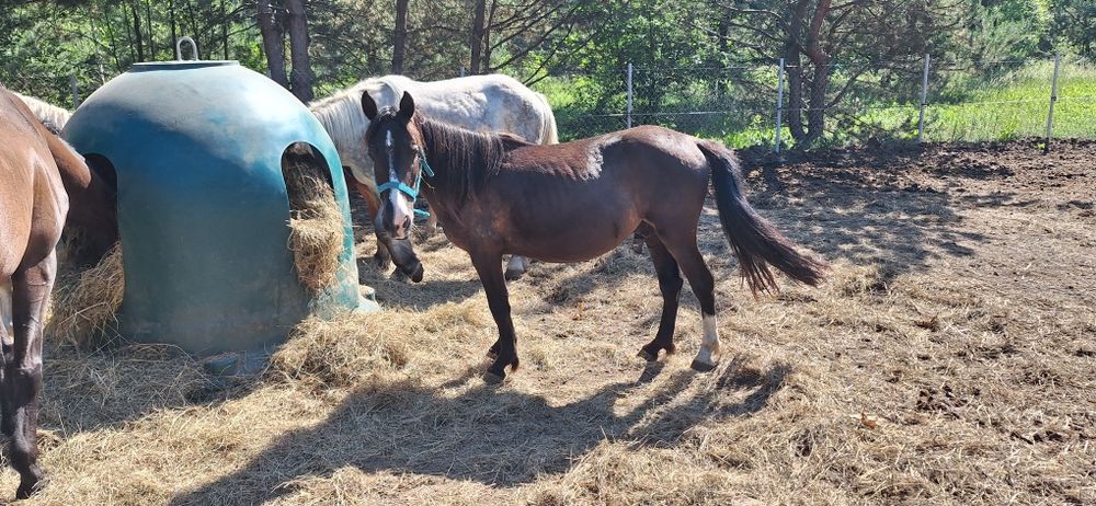 Miłe walachy do adopcji