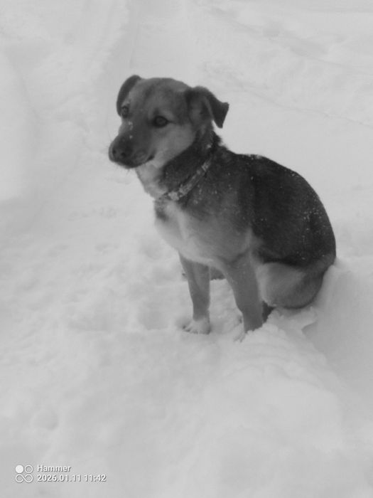 Suczka z małych piesków