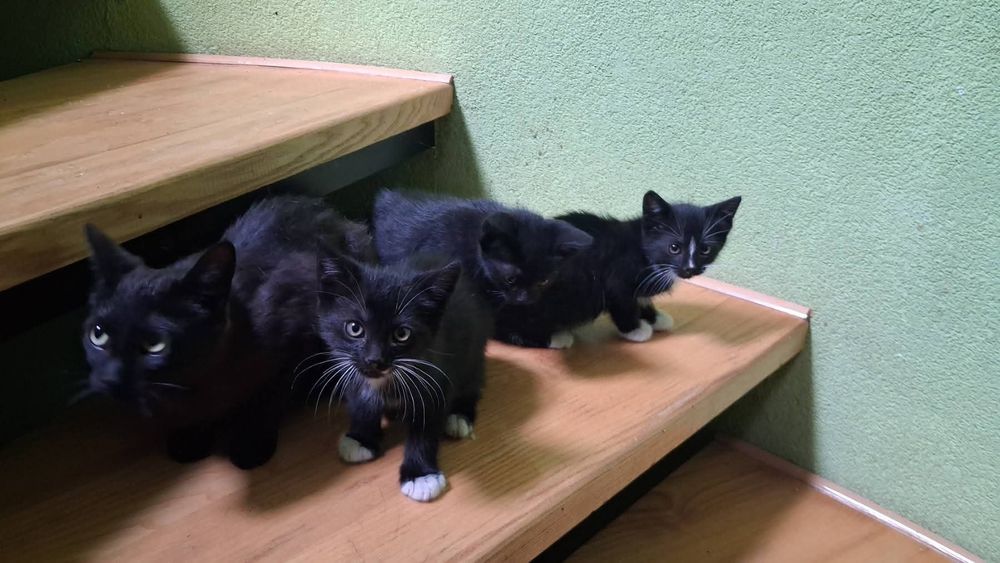 Кошенята в добрі ручки