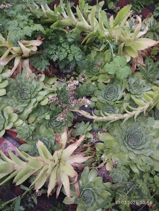 Молодило або кам'яна роза