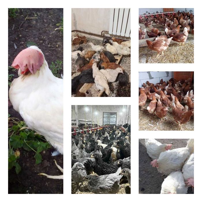 Продам кури несушки! Доставка безкоштовна. Ніжин!