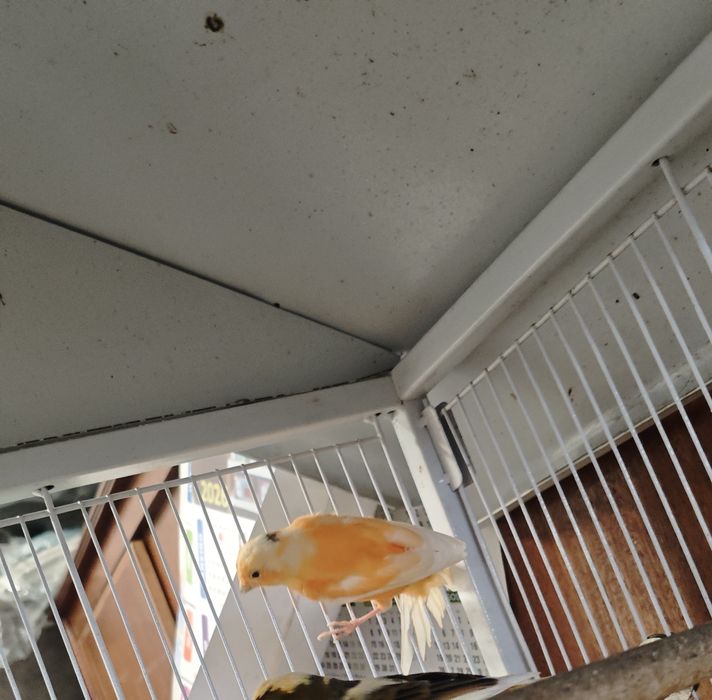 Canário laranja fêmea