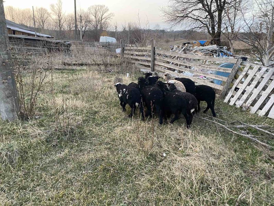Продам ЯГНЯТА Жирнохвостики