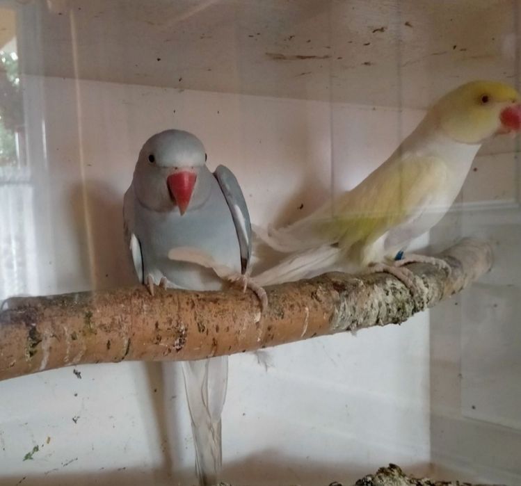 Aleksandretty obrożna - para