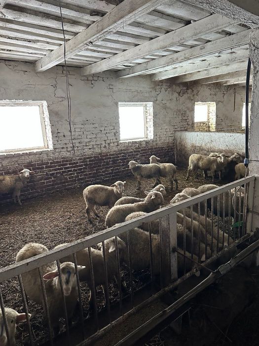 Продам баранів вага 80 - 100 кг.