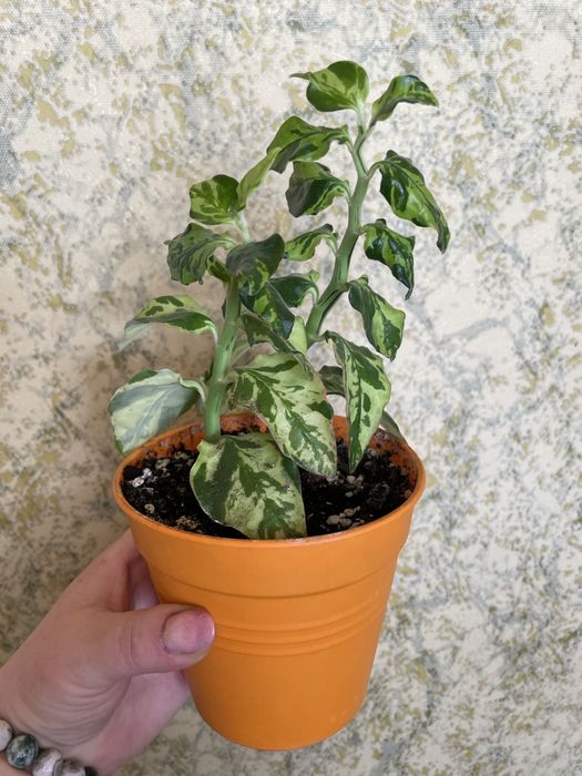 Вазони,педілантус тітімалоідний,молодий кущ з двох рослин