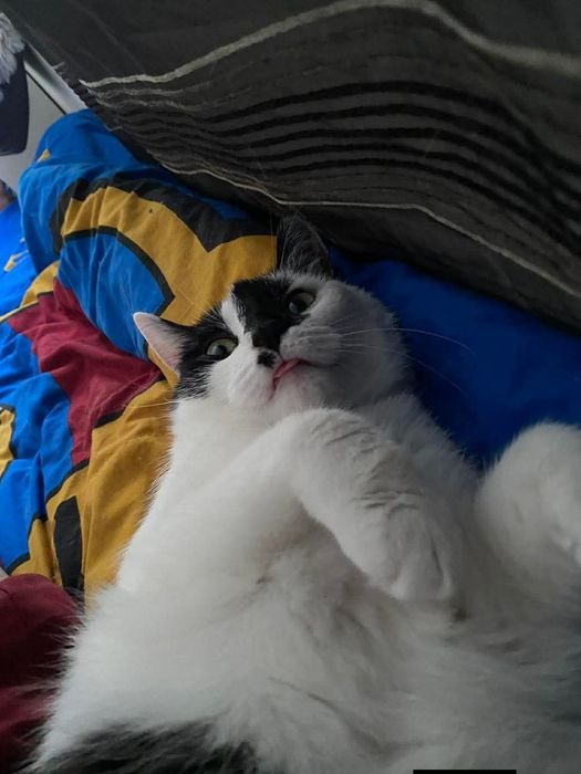 Dwie kotki, jedna adopcja