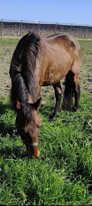 Raça de cabalo Arabio