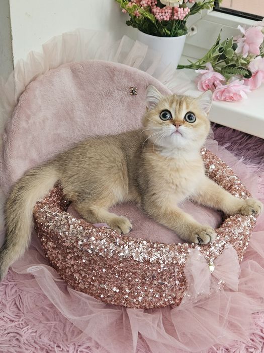 Золотая британская шиншилла кот котята котик хлопчик кіт