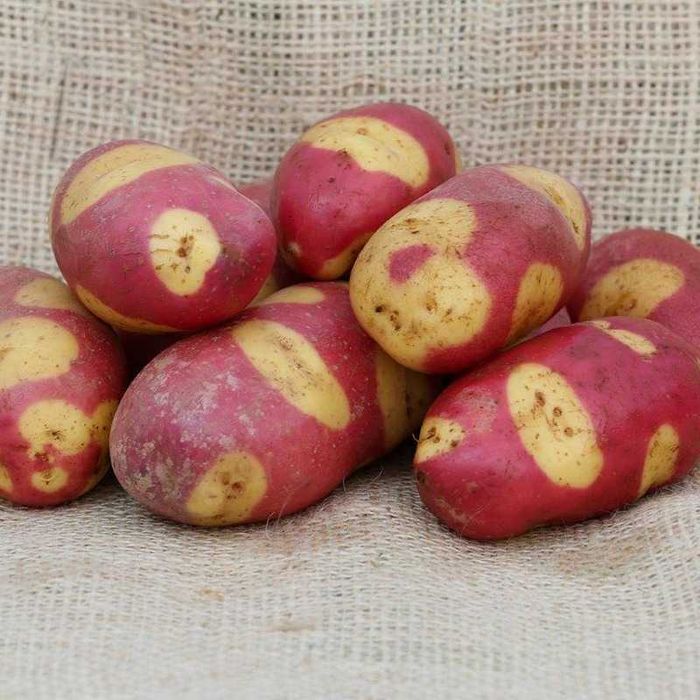 Batata TIGRE ROSA, deliciosa para comêr