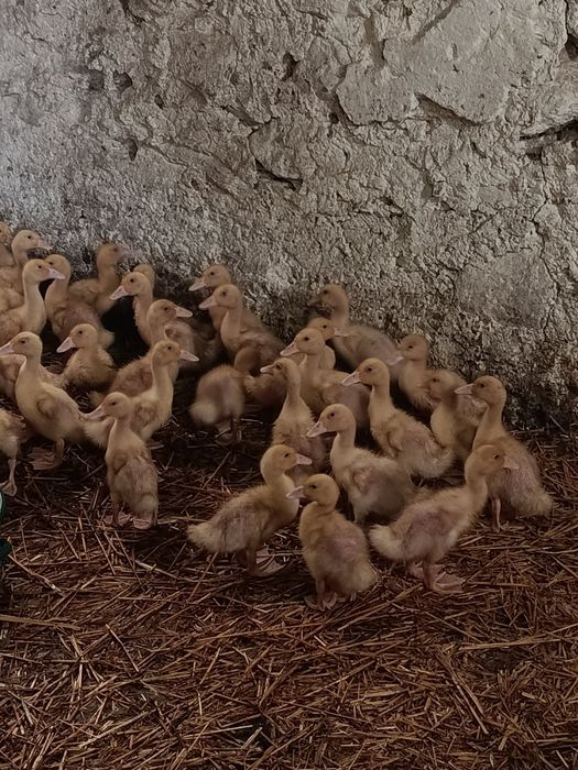 Sprzedam kaczki Pekin