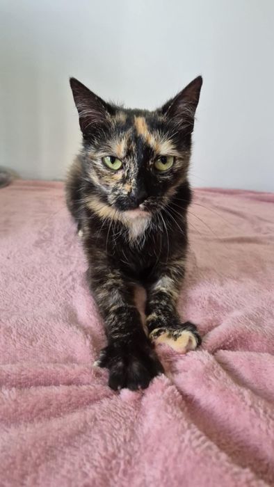 Cudna i delikatka kotka do pokochania